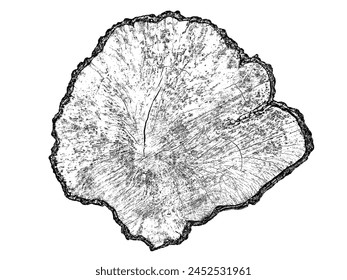 Sección transversal de textura de madera de anillos de árboles. Corte la rebanada del tocón de madera aislado en blanco. Superficie texturizada con anillos y grietas. Fondo negro hecho de madera dura del bosque. Vector. EPS 10.