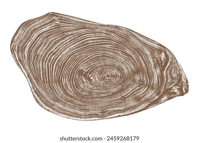 Wood texture cross section of tree rings. Cut slice of wooden stump isolated on white. Textured surface with rings and cracks. Brown background made of hardwood from the forest. Vector. EPS 10.