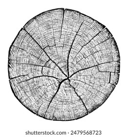 Wood texture cross section of tree rings. Cut slice of wooden stump isolated on white. Textured surface with rings and cracks. Black background made of hardwood from the forest. Vector. EPS 10.