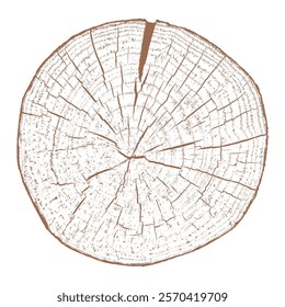 Wood texture cross section of tree rings. Cut slice of wooden stump isolated on white. Textured surface with rings and cracks. Brown background made of hardwood from the forest. Vector illustration.