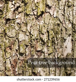 Wood texture. Pear tree background. Vector illustration
