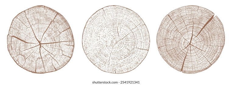Textura de madera de árbol. Tronco viejo de madera. Corta troncos de madera. Anillos Abstractas patrón de la naturaleza. Tocón de círculo marrón. Sección transversal de madera. Fija la Ilustración vectorial. EPS 10.