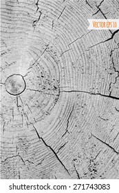 Wood texture, vector Eps10 illustration. Natural  wooden background.Wood cross section.