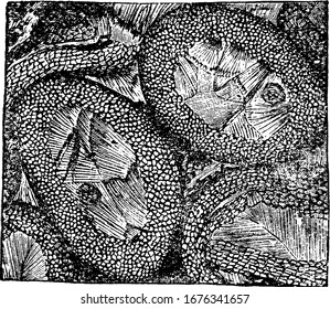 The wood that is preserved in the fossil record. Shown here is the microscopical section of the fossil wood, from clay iron-stone nodules; Oldham, vintage line drawing or engraving illustration.