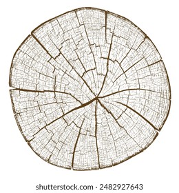 Sección transversal de textura de madera de anillos de árboles. Corte la rebanada del tocón de madera aislado en blanco. Superficie texturizada con anillos y grietas. Fondo marrón hecho de madera dura del bosque. Vector. EPS 10.