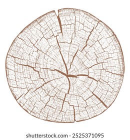 Seção transversal de anéis de árvores com textura de madeira. Fatia cortada de coto de madeira isolada no branco. Superfície texturizada com anéis e fendas. Fundo castanho feito de madeira de lei da floresta. Vetor. EPS 10.