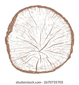 Seção transversal de anéis de árvores com textura de madeira. Fatia cortada de coto de madeira isolada no branco. Superfície texturizada com anéis e fendas. Fundo castanho feito de madeira de lei da floresta. Vetor, EPS 10.
