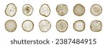 Wood Tree Rings Vector Set. Wood Tree Trunk Rings