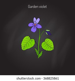 Wood violet, or sweet violet,  English violet, common violet, garden violet, aromatic and medicinal plant, vector