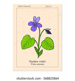 Wood violet, or sweet violet,  English violet, common violet, garden violet, aromatic and medicinal plant, vector