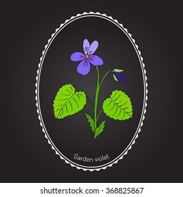 Wood violet, or sweet violet,  English violet, common violet, garden violet, aromatic and medicinal plant, vector