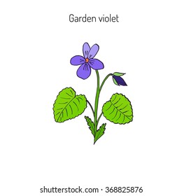 Wood violet, or sweet violet,  English violet, common violet, garden violet, aromatic and medicinal plant, vector