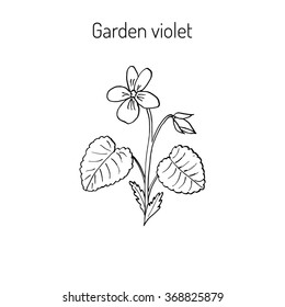 Wood violet, or sweet violet,  English violet, common violet, garden violet, aromatic and medicinal plant, vector