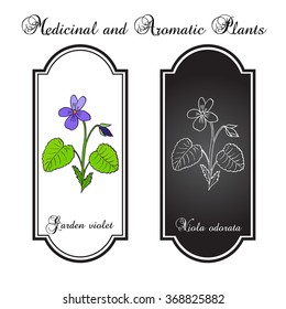 Wood violet, or sweet violet,  English violet, common violet, garden violet, aromatic and medicinal plant, vector