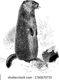 Woodchuck is an large ground squirrel of rodent family, vintage line drawing or engraving illustration.