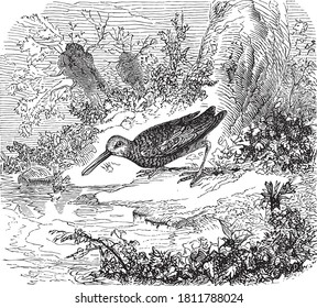 Woodcock Bird, From The Dictionary Of Word And Things, 1888.