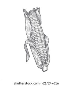 Woodcut Corn Illustration