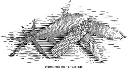 Woodcut illustration of a group of corn cobs.