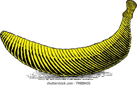 Woodcut style illustration of a banana.