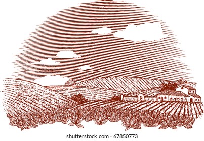 Woodcut style illustration of an Italian or Napa Vally style landscape. Note: sky can be removed and clouds can be moved by accessing the hidden layer.