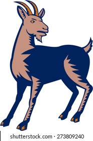 Woodcut style illustration of a mountain domestic goat looking to the side set on isolated white background. 