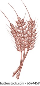 Woodcut Style Illustration Of Wheat.