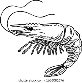 Woodcut Style Shrimp Line Art