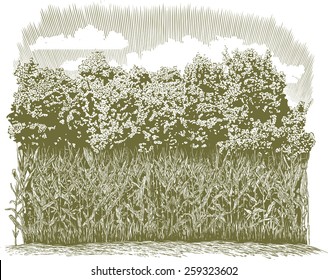 Woodcut-style illustration of a row of corn plants with trees in the background.