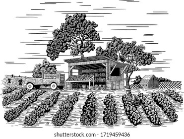 Woodcut-style illustration of a vegetable stand with a farmer picking vegetables in the foreground.