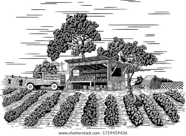 Woodcut-style illustration of a\
vegetable stand with a farmer picking vegetables in the\
foreground.