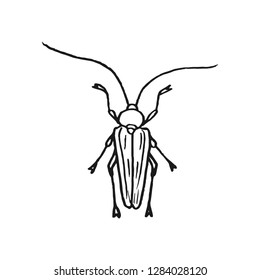 woodcutter beetle vector doodle sketch isolated on white background