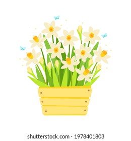 a wooden box filled with fragrant blossoming daffodils and buds, with fluttering blue butterflies. vector illustration. suitable for decoration, postcards, invitations.