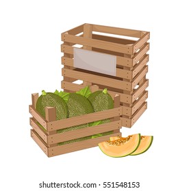 Wooden box full of melon isolated on white background vector illustration. Fresh fruit, organic farming, vegan food, delivery farm product, grocery store concept. Ripe melon in wooden crate icon.