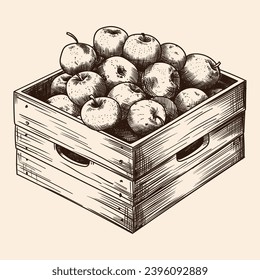 Wooden box full of ripe apples. Autumn harvest. Hand pencil sketch isolated on beige background.