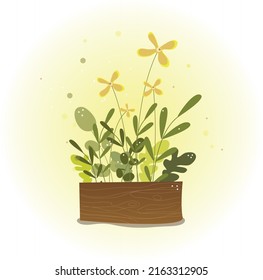 wooden box with green seedlings. stems and seedlings, delicate yellow flowers