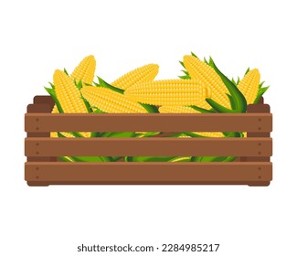 Wooden box with sweet corn on the cob. Healthy food, vegetables, agriculture illustration, vector