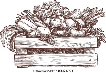 Wooden box with vegetables,vector hand drawing