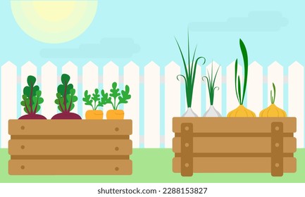 Wooden boxes with vegetables, in a summer cottage near a white fence