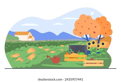 Wooden cases with vegetables and field with pumpkin and sunflowers. Vector illustration. Organic farming, harvest concept