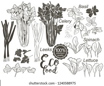 wooden crate and basket full of fresh vegetables, tomatoes and herbs. Celery cabbage greens onions garlic basil parsley. vector isolated sketch hand drown illustration