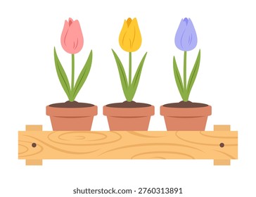 Wooden crate with different tulips in ceramic pots inside. Farmer's market, houseplant, bulb spring flowers or home gardening theme. Vector illustration isolated on white background.
