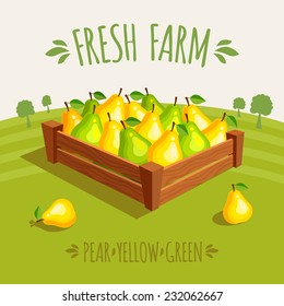 Wooden crate full of pears red and green. Vector illustration 