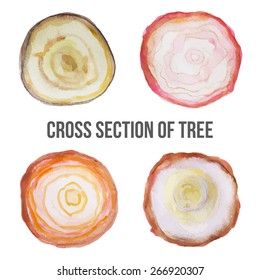 Wooden cross section. Isolated on white
