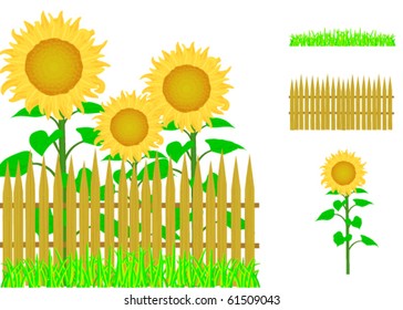 wooden fence and sunflowers