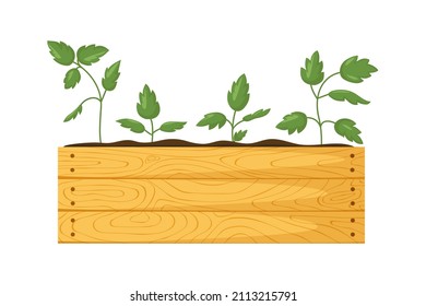 Caja de jardín de madera con plántulas. Jóvenes brotes verdes con hojas en caja con tierra. Jardinería, agricultura, huerto. Ilustración vectorial brillante, estilo de caricatura aislado en fondo blanco