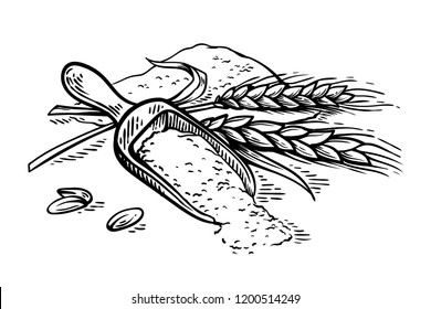 wooden scoop of fresh ears of wheat flour on white background vector illustration