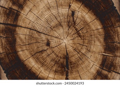 Wooden tree trunk section vector.