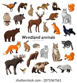 woodland animals big collection vector