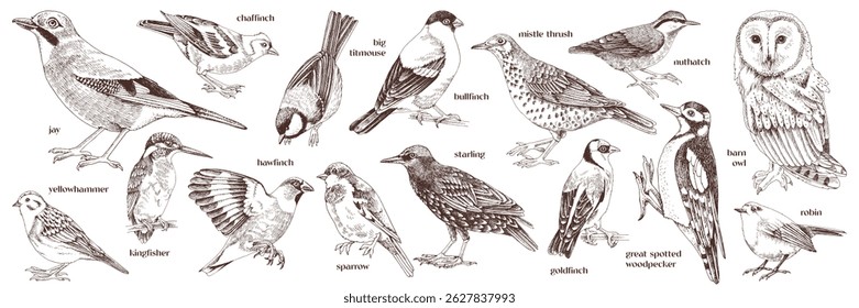 Woodland birds hand drawn vector collection