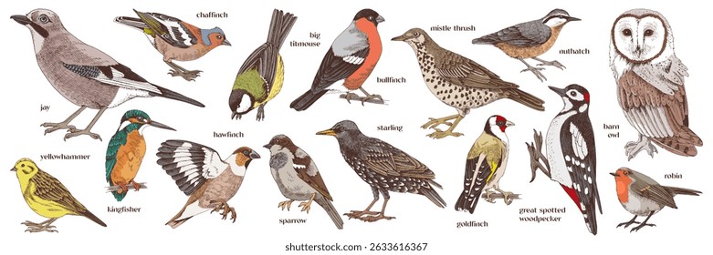 Woodland birds hand drawn vector collection